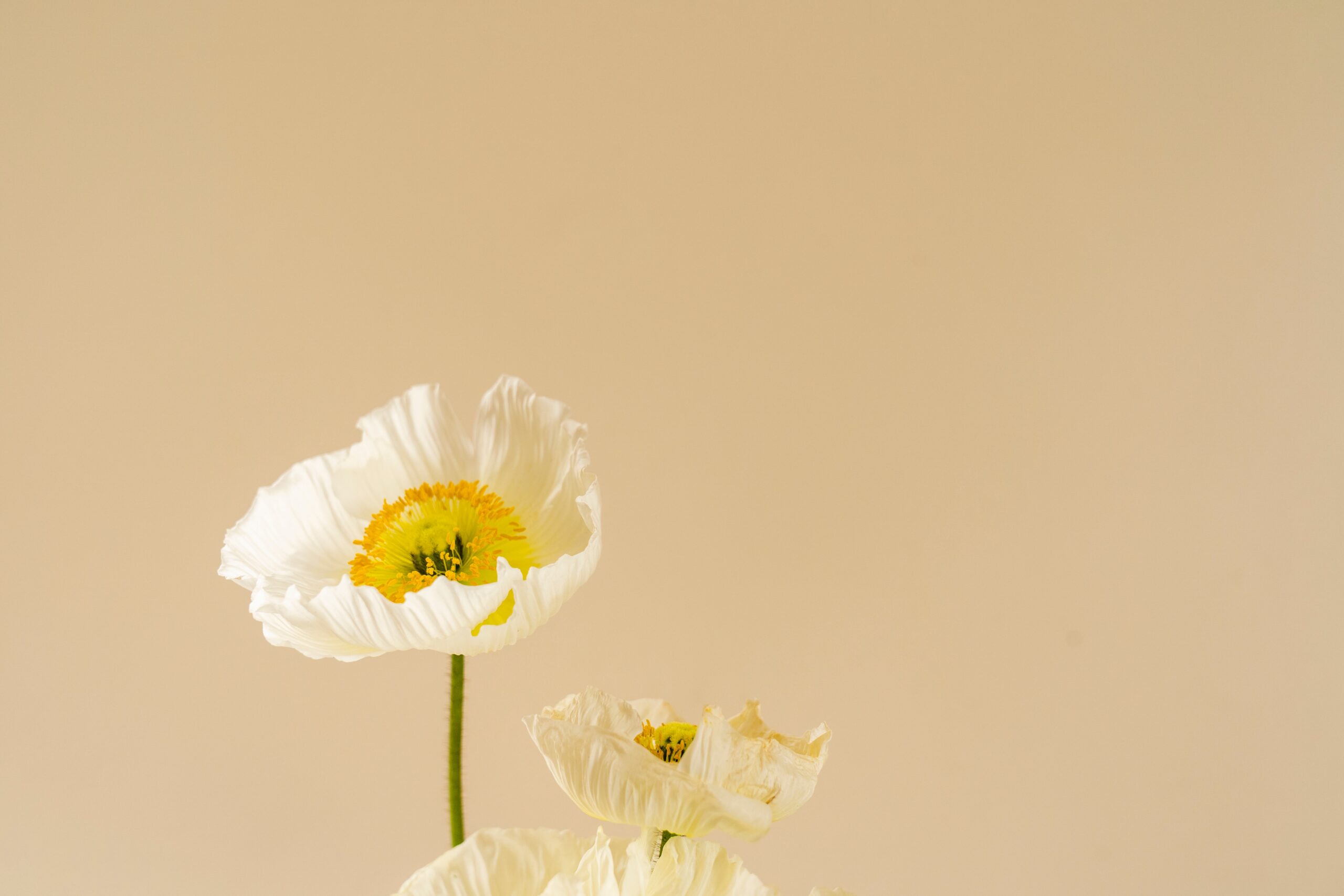 flower thriving to symbolize thriving at work